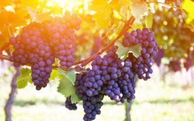 Il sorso di un tempo – storie di vino: l’ampelografia