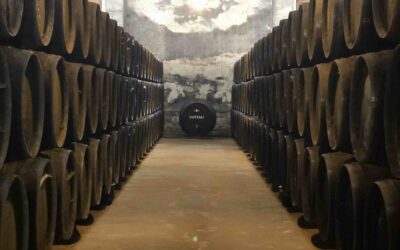 Tra vigne e cantine: viaggi di vino